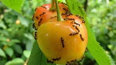 Wie Sie Ameisen auf Ihrem Grundstück ohne Chemikalien loswerden – ohne Risiko für die Umwelt oder Ihre Familie