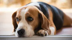 Was fühlt Ihr Hund laut Expertinnen und Experten, wenn Sie ihn anschreien?